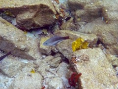 Queen Parrotfish Juvenile (8